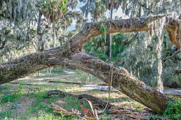 n the heart of the Circle B Bar Reserve, ancient live oaks weave a natural trellis overhead