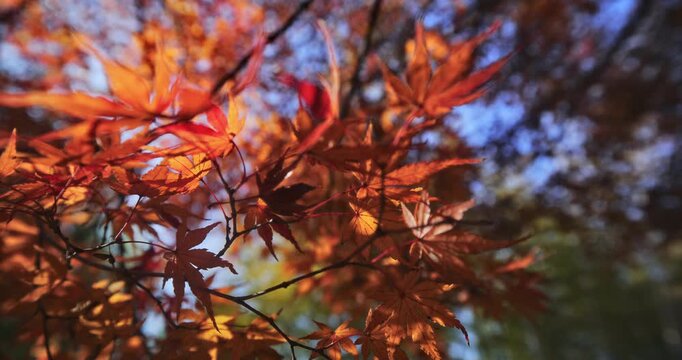 Closeup on glowing maple leaves on branches
