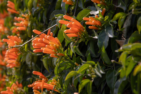 pyrostegia venusta -- flamevine