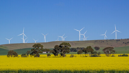 Wind turbines and Canola Fields  South Australia © Ken Griffiths