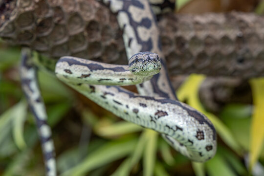 Close up of an Australian Jungle Carpet Python