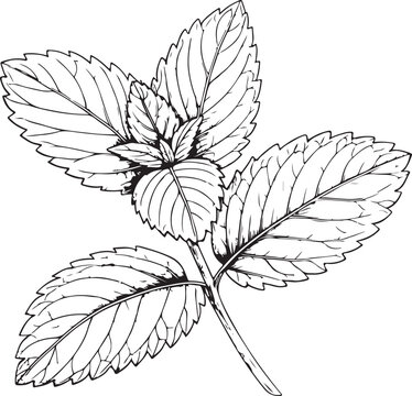 Spearmint Culinary Herb Hand-drawn Sketch Drawing Vector Illustration, Line Linear Symbol Black and White Engraving, Isolated