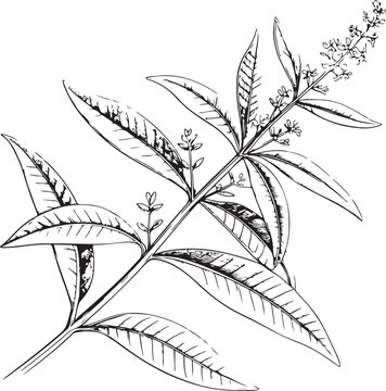 Lemon verbena Hand-drawn Sketch Drawing Vector Illustration, Line Linear Symbol Black and White Engraving, Isolated