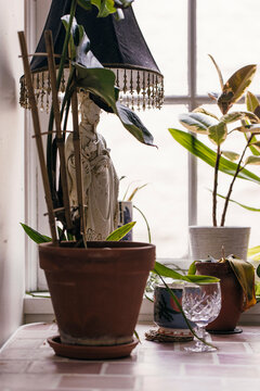 flower pots on the windowsill