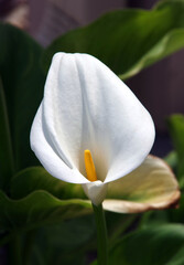 Close-up view of a white calla lily zantedeschia blossom
