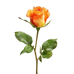 Single vibrant orange rose with green leaves on a white background