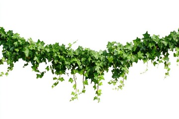 Obraz premium Lush green ivy vines cascade downwards, creating a natural, leafy border