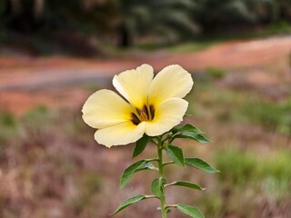 damiana flower with blurry background