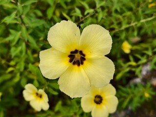 damiana flower in the morning