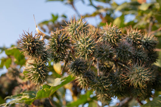 Ricinus communis -- Castor oil plant