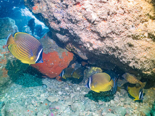 チョウチョウウオ, チョウチョウウオ科, Oriental ButterflyFish, Chaetodon aurites, ハコフグ, ハコフグ科, Boxfish, Ostracion immaculatus, 他。 ヒリゾ浜南伊豆町中木 静岡県伊豆半島-2025 日本有数のシュノーケリングスポット。 夏の数カ月間だけ渡し船で行ける。 水質透明度魚影が素晴らしい。  © d3_plus