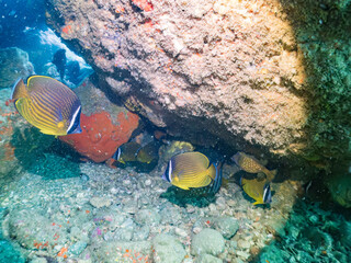 チョウチョウウオ, チョウチョウウオ科, Oriental ButterflyFish, Chaetodon aurites, ハコフグ, ハコフグ科, Boxfish, Ostracion immaculatus, 他。 ヒリゾ浜南伊豆町中木 静岡県伊豆半島-2025 日本有数のシュノーケリングスポット。 夏の数カ月間だけ渡し船で行ける。 水質透明度魚影が素晴らしい。  © d3_plus
