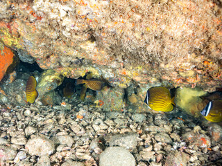 チョウチョウウオ, チョウチョウウオ科, Oriental ButterflyFish, Chaetodon aurites, ハコフグ, ハコフグ科, Boxfish, Ostracion immaculatus, 他。 ヒリゾ浜南伊豆町中木 静岡県伊豆半島-2025 日本有数のシュノーケリングスポット。 夏の数カ月間だけ渡し船で行ける。 水質透明度魚影が素晴らしい。  © d3_plus