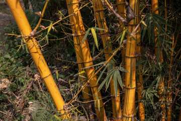 Fototapeta premium Schizostachyum brachycladum -- Scared Bali Bamboo 