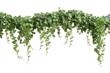 Dense green ivy vines with red stems cascade downwards