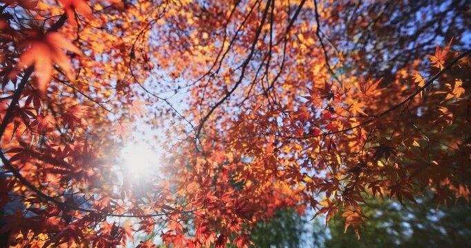 Sunlight shining through beautiful autumn leaves on trees in Japanese park