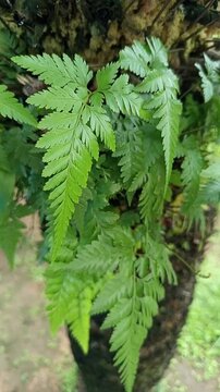 Tropical Davallia Fern Leaves Swaying Gently in Slow Wind.