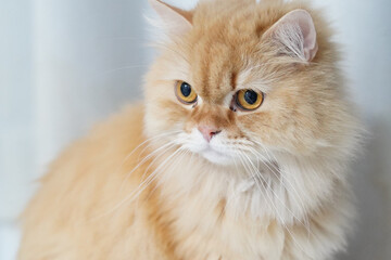 Fototapeta premium Fluffy cat long hair orange fur yellow eyes domestic pet cute animal whiskers soft fur calm expression indoor background