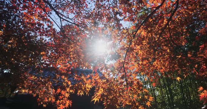 Sun shining through beautiful red autumn leaves on tree near ancient Japanese structure - slow motion panning shot