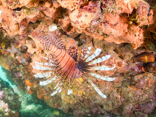 ハナミノカサゴ, ミノカサゴ亜科,
Red Lionfish, Pterois volitans,
他。
ヒリゾ浜南伊豆町中木
静岡県伊豆半島-2025
日本有数のシュノーケリングスポット。
夏の数カ月間だけ渡し船で行ける。
水質透明度魚影が素晴らしい。
