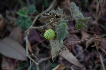 solanum viarum -- tropical soda apple
