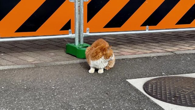 Unbothered Street Cat Ignoring the Camera in Urban Tokyo 4K
