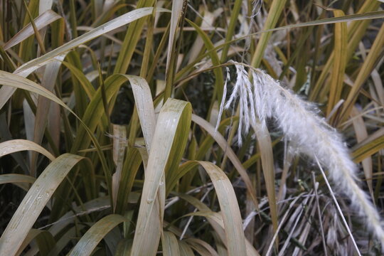 close up of dried Alang Alang (imperata cylindrica) leaves.