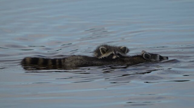 Two cute Raccoon swimming in pond and huged