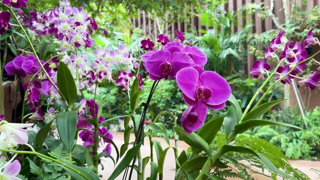Vibrant Purple Phalaenopsis and Dendrobium Orchids in a Lush Tropical Greenhouse