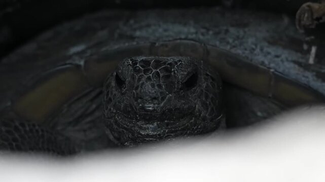 Gopher Tortoise hiding in the burrow 