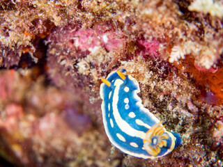 アオウミウシ, イロウミウシ科,
Colorful Sea Slug, Hypselodoris Festiva, Sea Slug,
他。
ヒリゾ浜南伊豆町中木
静岡県伊豆半島-2025
日本有数のシュノーケリングスポット。
夏の数カ月間だけ渡し船で行ける。
水質透明度魚影が素晴らしい。
