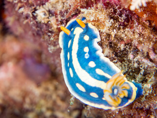 アオウミウシ, イロウミウシ科,
Colorful Sea Slug, Hypselodoris Festiva, Sea Slug,
他。
ヒリゾ浜南伊豆町中木
静岡県伊豆半島-2025
日本有数のシュノーケリングスポット。
夏の数カ月間だけ渡し船で行ける。
水質透明度魚影が素晴らしい。
