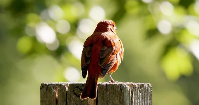 Orange bird with red plumage on wooden fence post outdoors