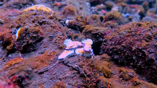 Close up of a Hypselodoris tryoni nudibranch crawling across the sandy ocean floor. Detailed macro view of this colorful sea slug highlighting marine biodiversity and benthic habitat.