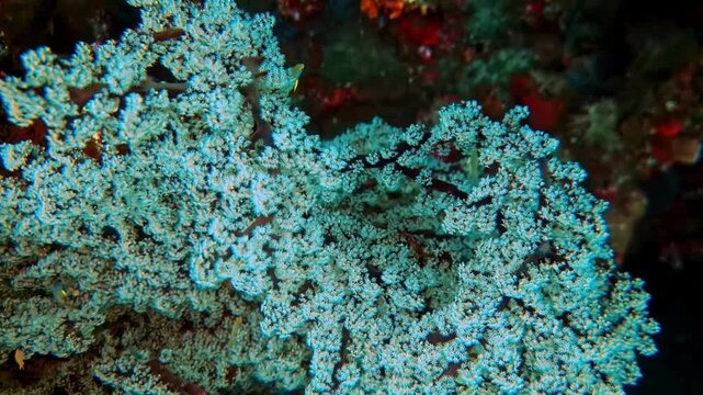 Close up of branching soft coral, likely Dendronephthya sp., showing dense polyps and intricate texture. Detailed underwater macro scene highlighting marine biodiversity and natural structure.