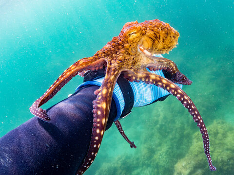 大きなワモンダコ, マダコ科,
Big Blue Octopus, Octopus cyanea, 
他。
ヒリゾ浜南伊豆町中木
静岡県伊豆半島-2025
日本有数のシュノーケリングスポット。
夏の数カ月間だけ渡し船で行ける。
水質透明度魚影が素晴らしい。
