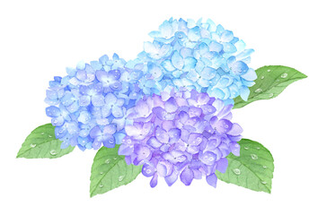 水彩で描いた雨粒がある紫陽花　アナログ手描き