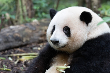 Close up sweet panda, He Hua aka HUa Hua , Chengdu Panda Base