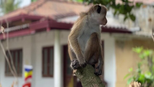 Wild toque macaque sitting on tree branch in Sri Lanka