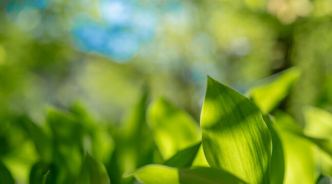 beautiful background with real spring flowers and leaves