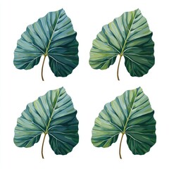 Four large, textured green leaves with prominent veins on white background