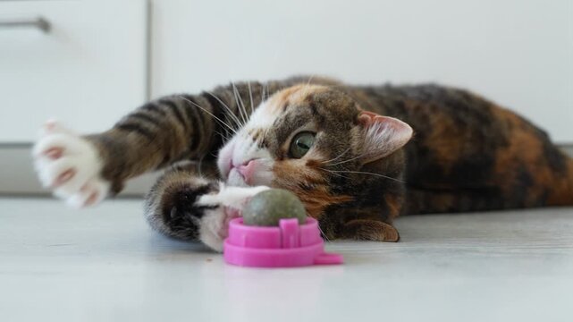 Calico cat relaxing on floor with catnip ball, sniffing, touching the ball with its paw to play. Useful treat for pets, dried catnip for entertainment and enjoyment, popular accessory for passing time