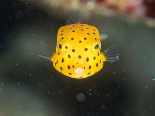 ミナミハコフグ, ハコフグ科, Yellow Boxfish, Ostracion cubicus, ハコフグ, ハコフグ科, Boxfish, Ostracion immaculatus, 幼魚yg ,  他。 ヒリゾ浜南伊豆町中木 静岡県伊豆半島-2025 日本有数のシュノーケリングスポット。 夏の数カ月間だけ渡し船で行ける。 水質透明度魚影が素晴らしい。  © d3_plus