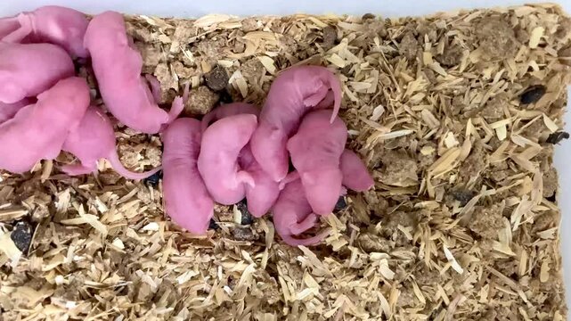 newborn pink hairless baby mice on wood shavings in a breeding box