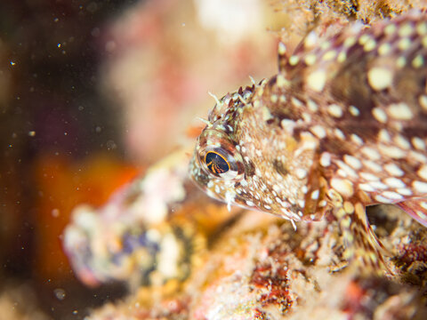 イソカサゴ, フサカサゴ科,
Cheekspot scorpionfish, Scorpaenodes littoralis, 
他。
ヒリゾ浜南伊豆町中木
静岡県伊豆半島-2025
日本有数のシュノーケリングスポット。
夏の数カ月間だけ渡し船で行ける。
水質透明度魚影が素晴らしい。
