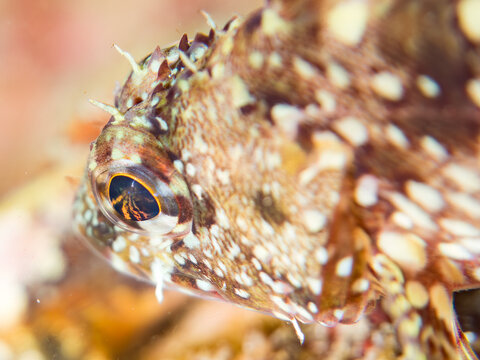イソカサゴ, フサカサゴ科,
Cheekspot scorpionfish, Scorpaenodes littoralis, 
他。
ヒリゾ浜南伊豆町中木
静岡県伊豆半島-2025
日本有数のシュノーケリングスポット。
夏の数カ月間だけ渡し船で行ける。
水質透明度魚影が素晴らしい。
