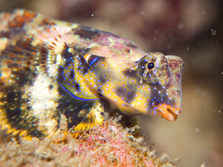 コウワンテグリ, ネズッポ科,
Ocellated dragonet, Neosynchiropus ocellatus,
他。
ヒリゾ浜南伊豆町中木
静岡県伊豆半島-2025
日本有数のシュノーケリングスポット。
夏の数カ月間だけ渡し船で行ける。
水質透明度魚影が素晴らしい。
