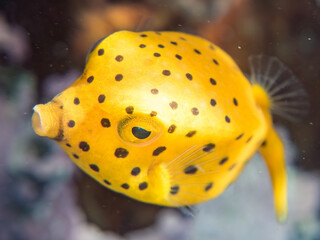 ミナミハコフグ, ハコフグ科, Yellow Boxfish, Ostracion cubicus, ハコフグ, ハコフグ科, Boxfish, Ostracion immaculatus, 幼魚yg ,  他。 ヒリゾ浜南伊豆町中木 静岡県伊豆半島-2025 日本有数のシュノーケリングスポット。 夏の数カ月間だけ渡し船で行ける。 水質透明度魚影が素晴らしい。  © d3_plus