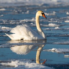 mute swan cygnus olor