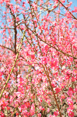 ピンク色の花　梅
